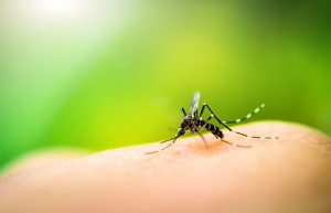 Ant Pest Control Treatment