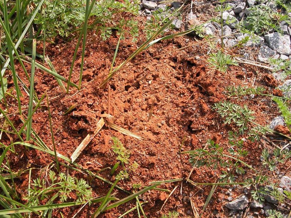 Fire Ant Pest Control