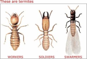 Termite removal