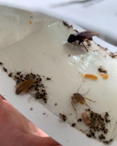 Bed bug removal