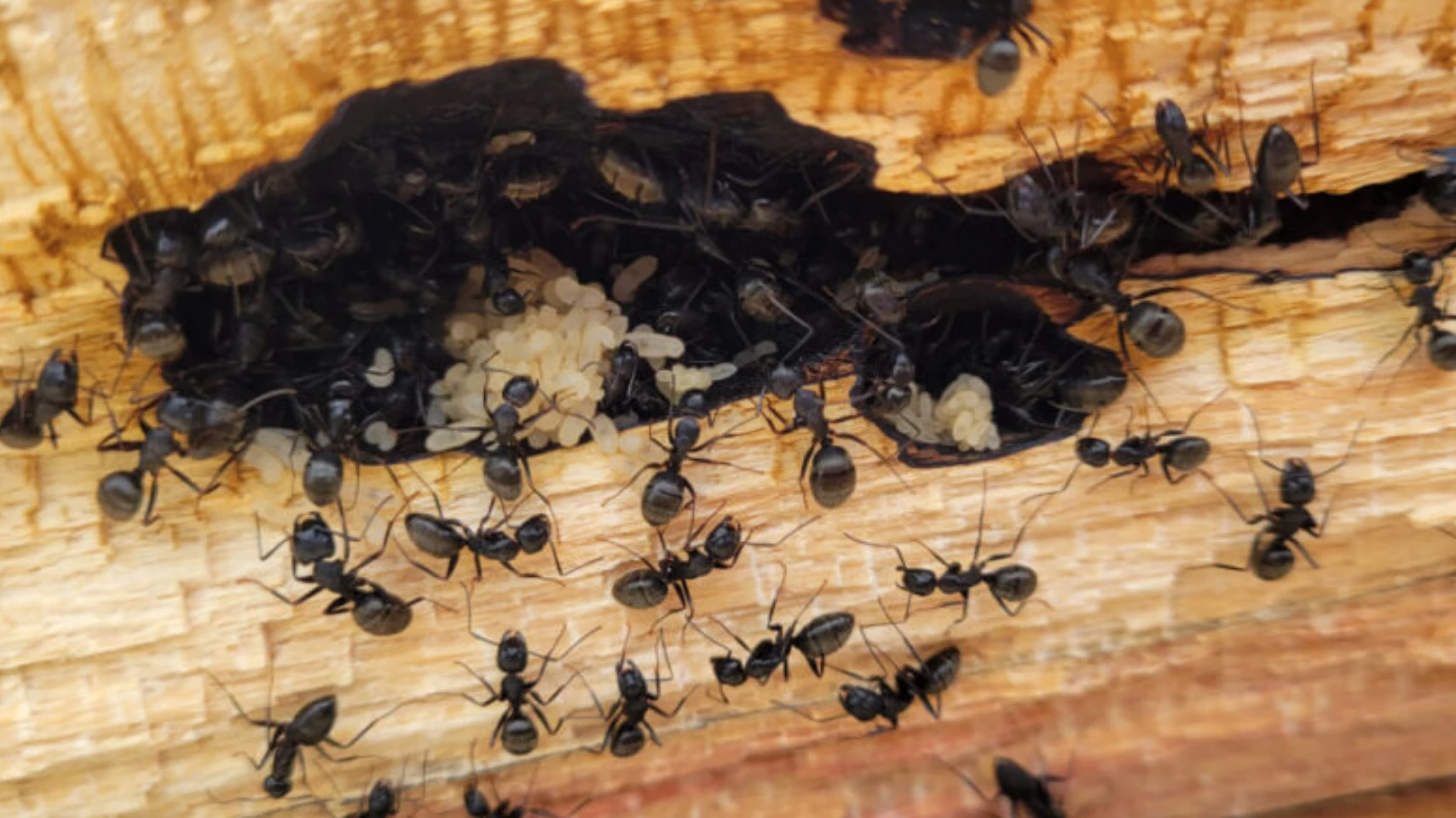 Exterminating Black Ant Infestations Permanently