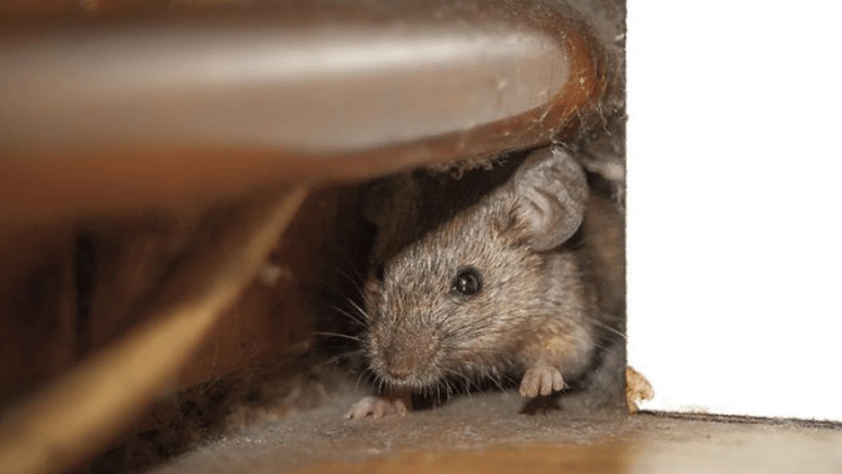 Mice and Opossum Damage Repairing Crawl Space Infestations