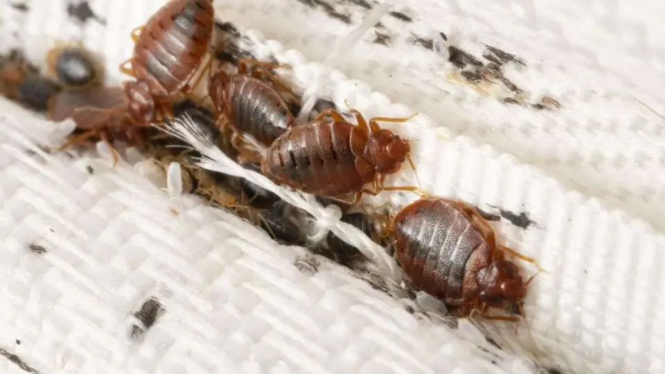 Rest Easy Effective Bed Bug Detection Methods